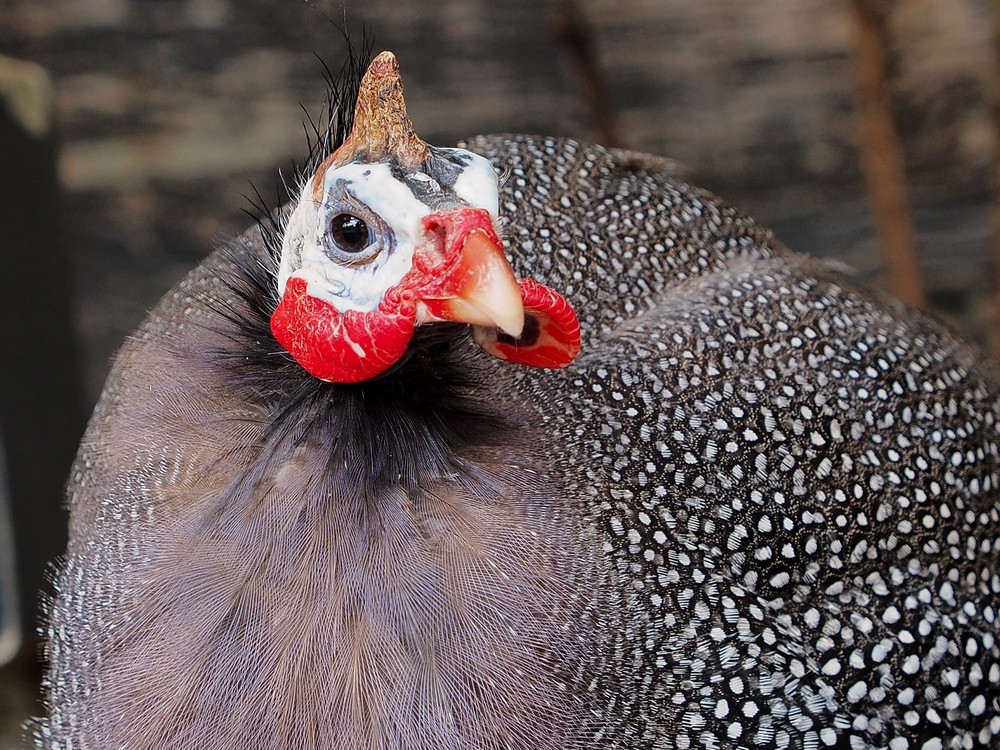 A close up of the the domestic guinea fowl